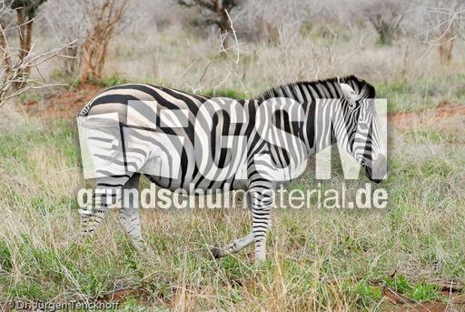 Zebra (13 von 28).jpg